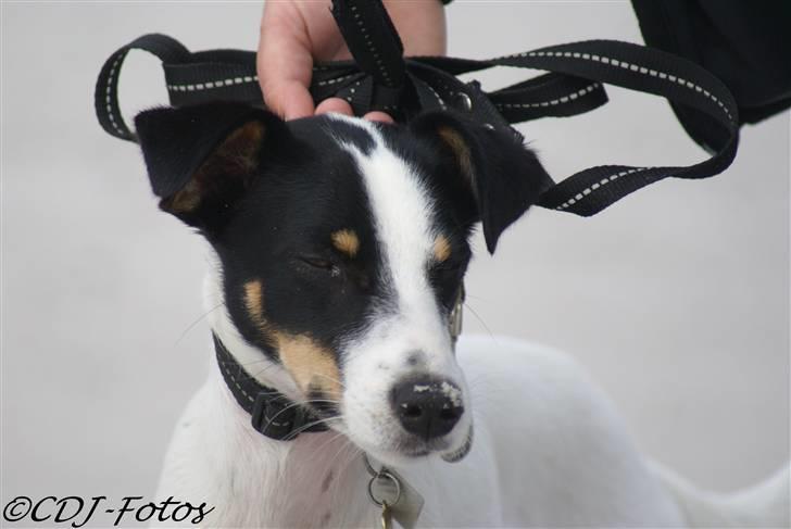 Dansk svensk gaardhund Luca billede 3