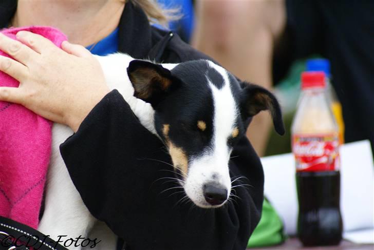 Dansk svensk gaardhund Luca - Han er en lille putte-gøj xD billede 4