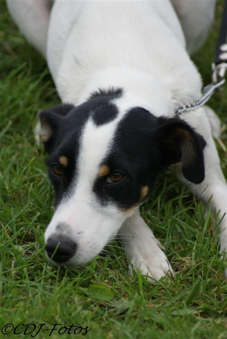 Dansk svensk gaardhund Luca - En træt lille vovse :) *Han har kun kæde halsbånd på fordi han havde udslet og kunne ikke tåle det andet halsbånd* billede 5