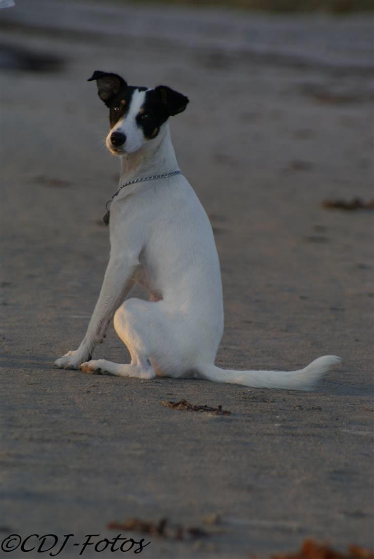 Dansk svensk gaardhund Luca - Der er intet som en tur på stranden xD billede 6