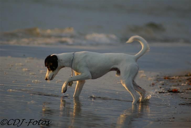 Dansk svensk gaardhund Luca - Du kan ikke drive ham ud i vandet, men det er en helt anden snak hvis der er vandmænd :) billede 7