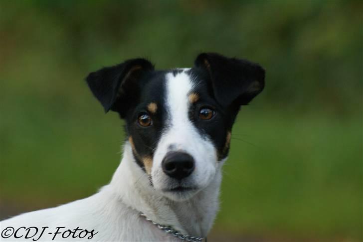 Dansk svensk gaardhund Luca - Hvem kan stå for sådanne nogle øjne? xD billede 8