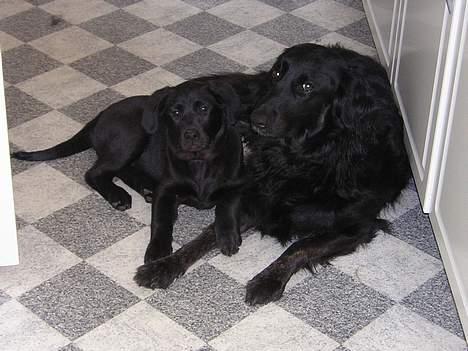 Labrador retriever Freja - Det er MIN ven..!!! billede 7