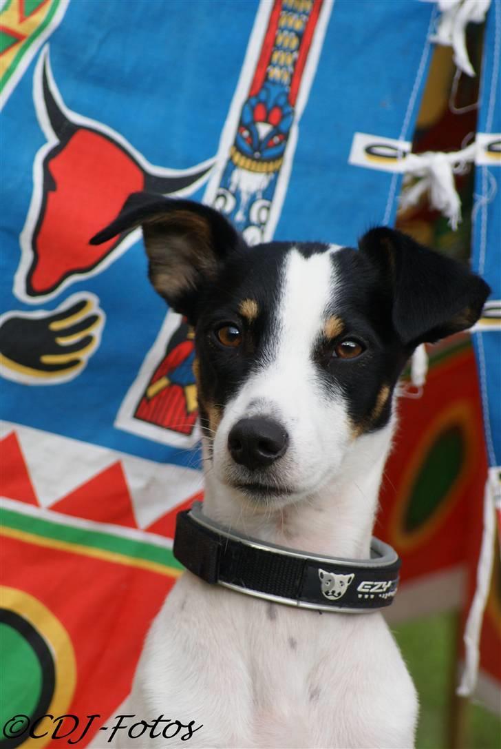 Dansk svensk gaardhund Luca - Fotogen eller bare fotogen? :D billede 9