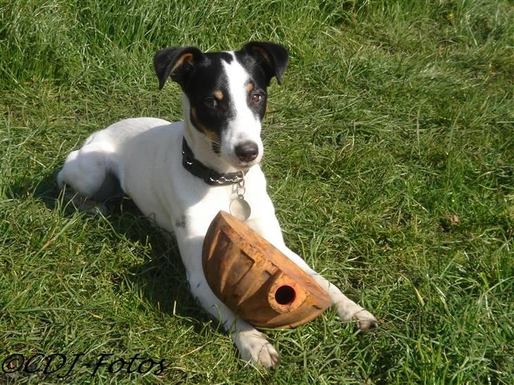 Dansk svensk gaardhund Luca - Hans bedste legetøj.. Men hvad mon han kigger på? o.O billede 10
