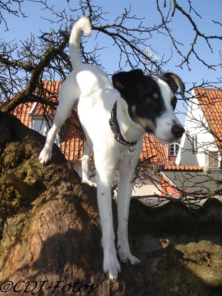 Dansk svensk gaardhund Luca - Der ér intet der skal i vejen når man skal have fat i postbudet :P billede 11