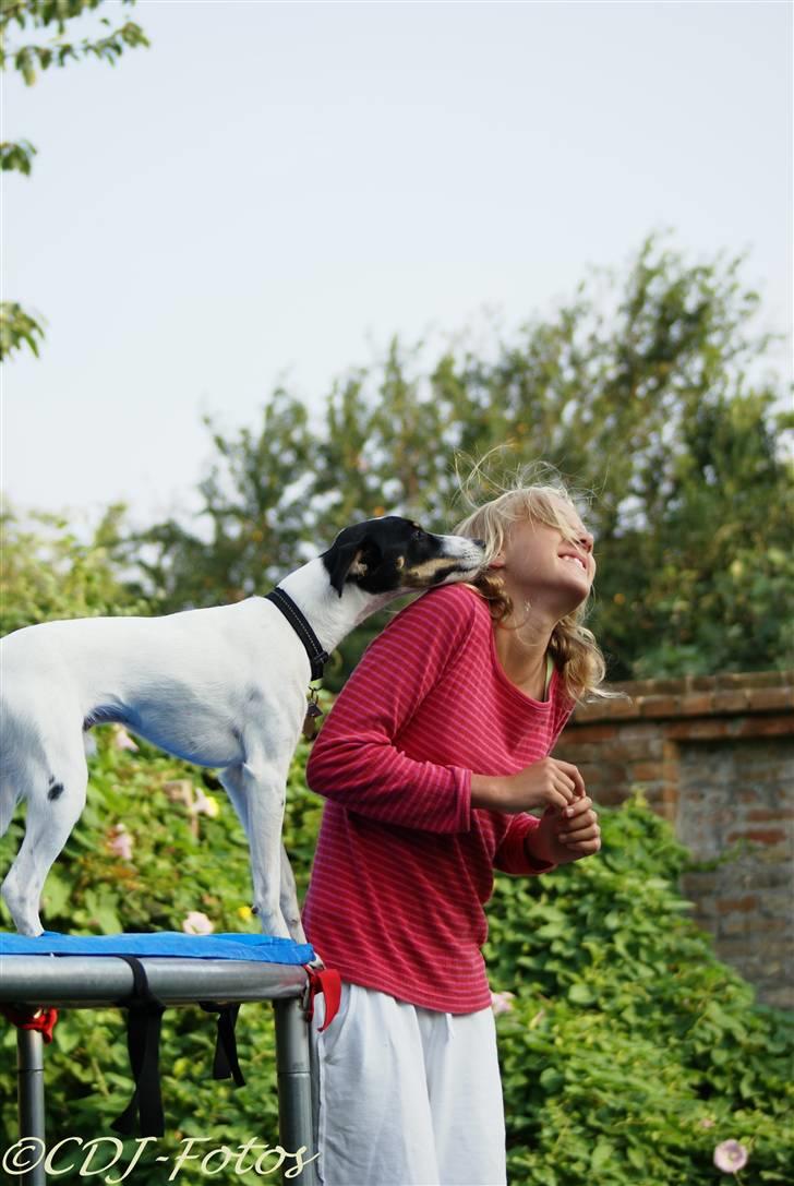 Dansk svensk gaardhund Luca - Det kaldes vist lærlighed =D Er vild med det billede xD billede 12