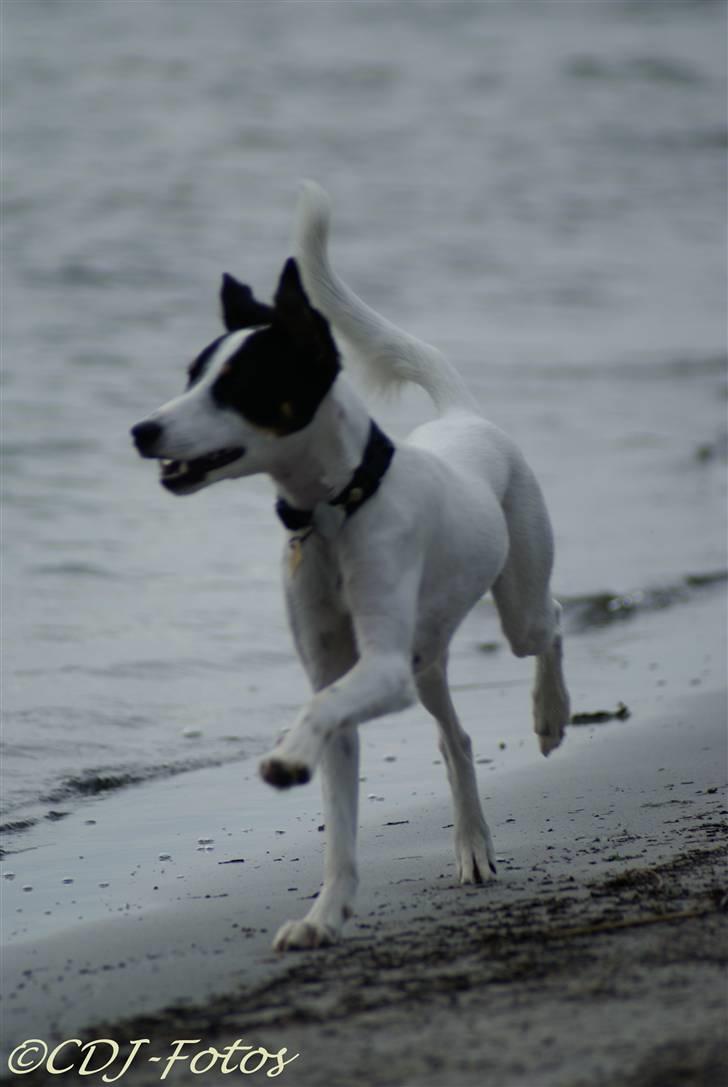 Dansk svensk gaardhund Luca - Luca i fuld galop på stranden.. Undskyld kvaliteten! billede 13