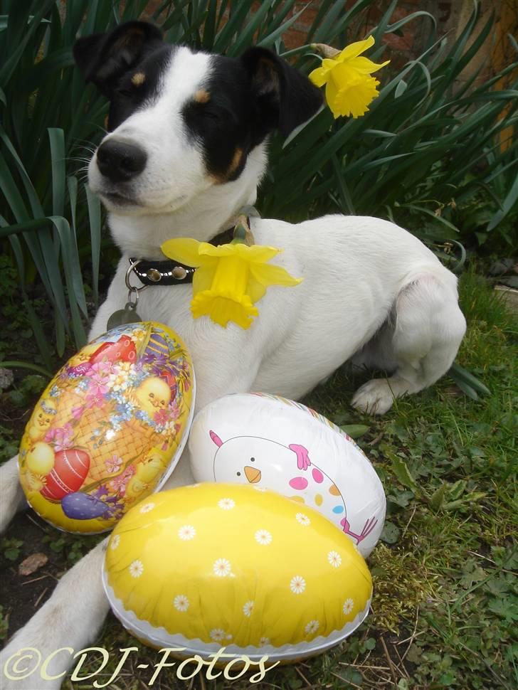 Dansk svensk gaardhund Luca - Luca går påske amok xD billede 14