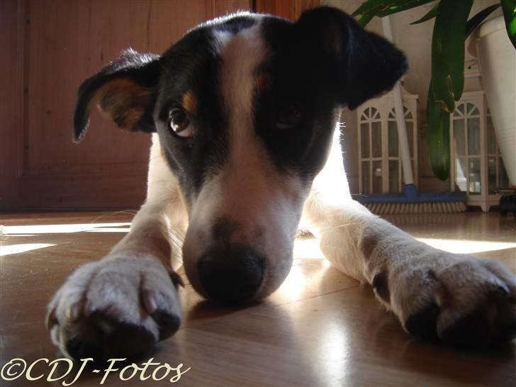 Dansk svensk gaardhund Luca billede 15