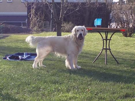 Golden retriever Shaggie billede 9