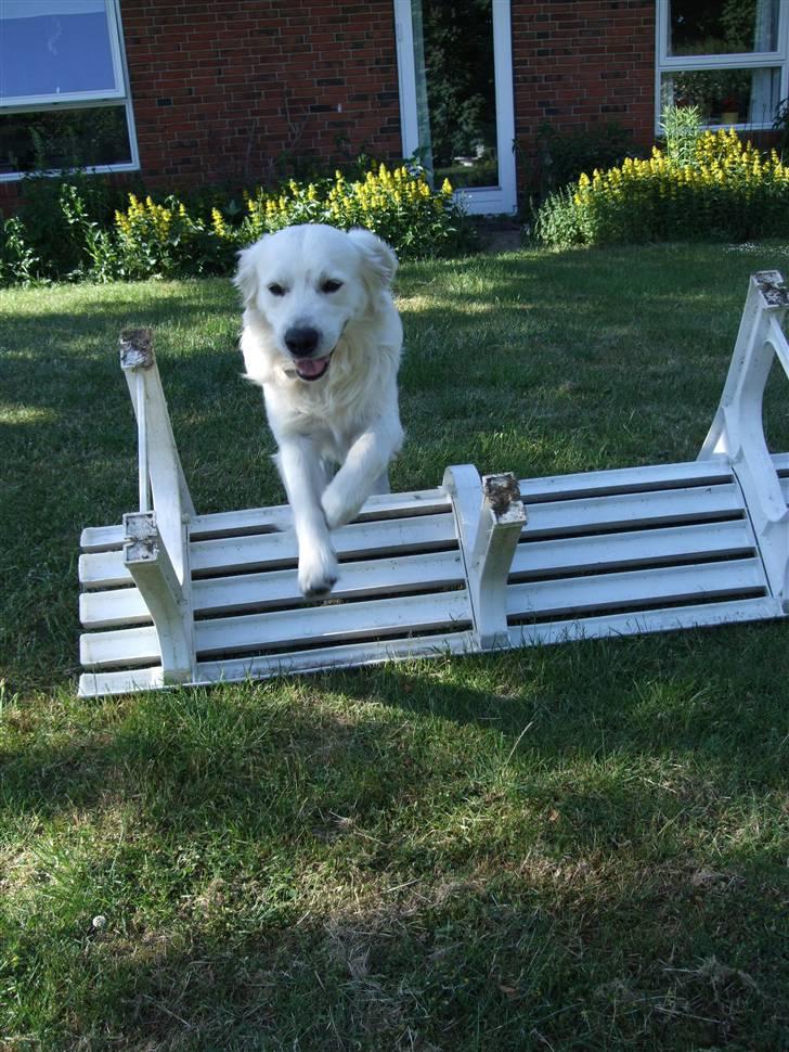 Golden retriever Silas - Spriiiing! Dygtig hund :) billede 4