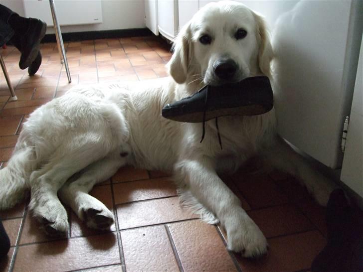 Golden retriever Silas - Silas med en sko i munden :)  billede 5