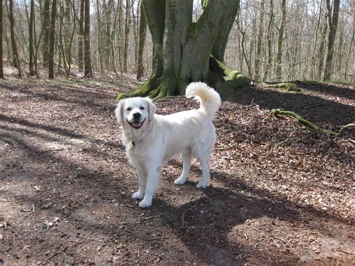 Golden retriever Silas - Silas der står ude i en skov. Læg mærke til hans buede hale. Den ligner næsten en norsk buhunde hale eller noget i den stil ;)  billede 6