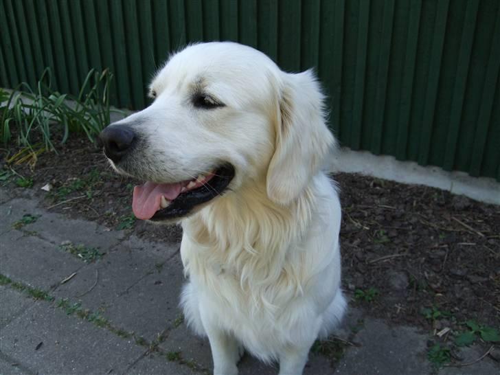 Golden retriever Silas - Et fint lille billede af Silas :)  billede 7
