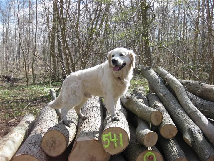 Golden retriever Silas - Silas der står på en bunke brænde :)  billede 8