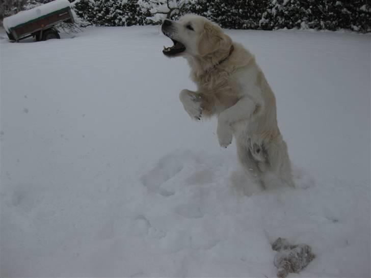 Golden retriever Silas - Silas ude i sneen (2011) NYT billede 9