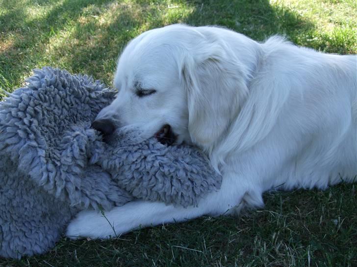 Golden retriever Silas - Silas, der for sig et "pote-flip" med sit elskede tæppe ;)  billede 10