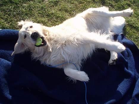 Golden retriever Shaggie billede 10