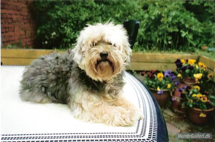 Bichon havanais Pepsi (død d.26/6-13) billede 15