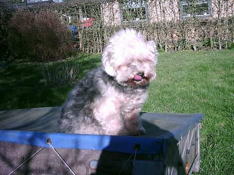 Bichon havanais Pepsi (død d.26/6-13) - Nå, jeg må  nok hellere se at komme ind, inden jeg blir savnet... billede 16