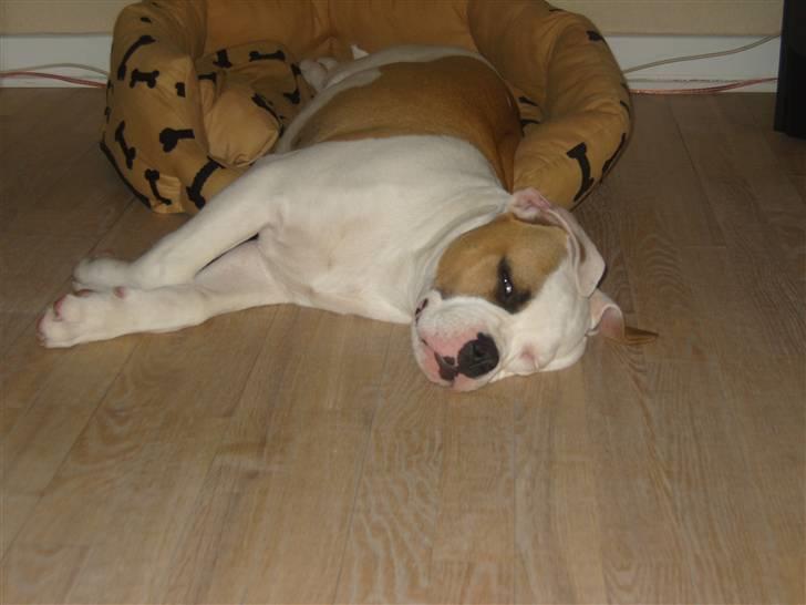 Amerikansk bulldog  bully... Kenzo... billede 3