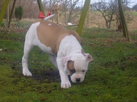 Amerikansk bulldog  bully... Kenzo... billede 4