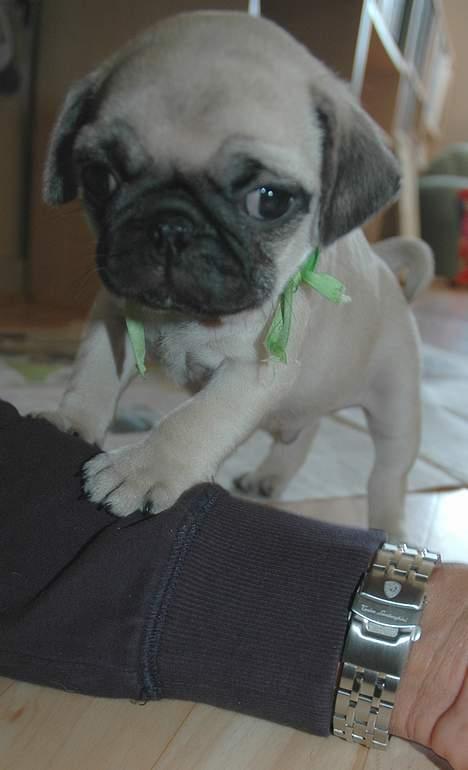 Mops Coco - Hva Far..skal vi lege..eller hvad..kom nu.. billede 2