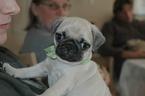 Mops Coco - Ih..Han tager da osse hele tiden billeder af mig... billede 3