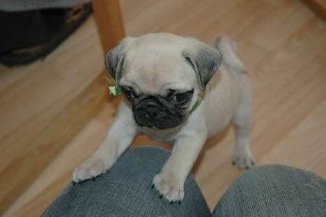 Mops Coco - Far...Far..Hvor er min bold..du lovede at vi skulle spille bold billede 4