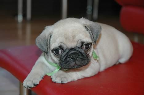 Mops Coco - Godt træt efter en masse timer med leg, nu vil Coco sove lidt ZZzzz.. billede 5