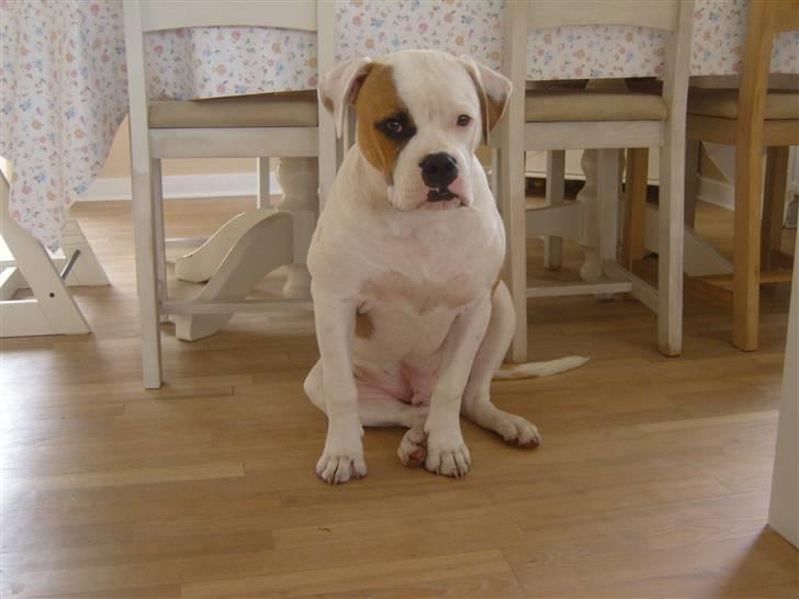 Amerikansk bulldog  bully... Kenzo... billede 5