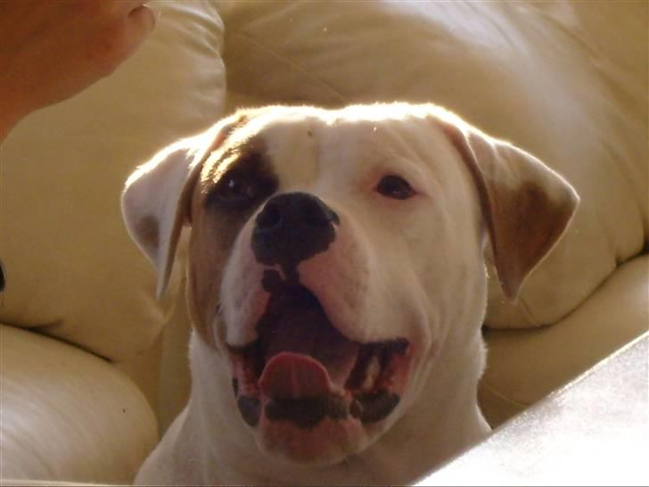 Amerikansk bulldog  bully... Kenzo... billede 6