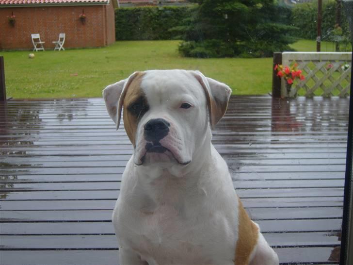 Amerikansk bulldog  bully... Kenzo... billede 7