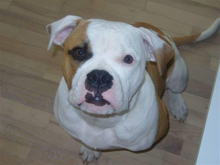 Amerikansk bulldog  bully... Kenzo... billede 8