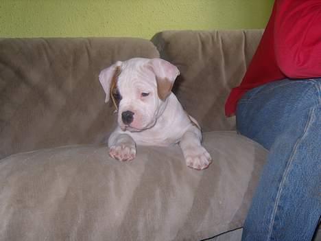 Amerikansk bulldog  bully... Kenzo... billede 9