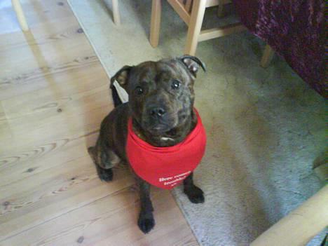 Staffordshire bull terrier Balder - Balder med sin fine charmeklud billede 1