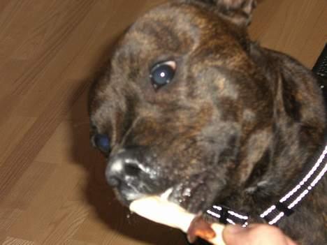 Staffordshire bull terrier Balder billede 2