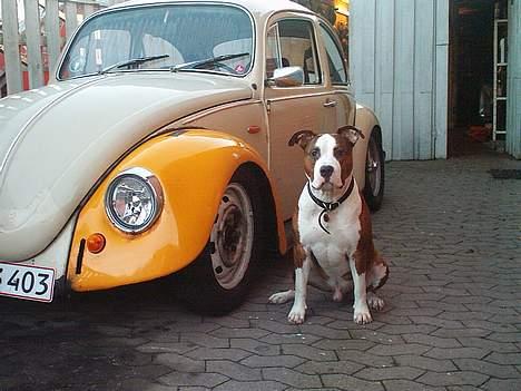 Amerikansk staffordshire terrier Keiko - Det er min fars og mit legetøj han troede han kunne få den for sig selv HÆHÆ billede 19