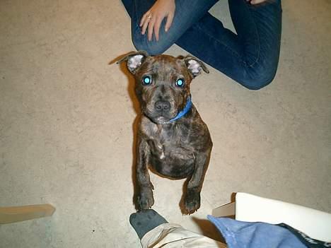 Staffordshire bull terrier Balder billede 3