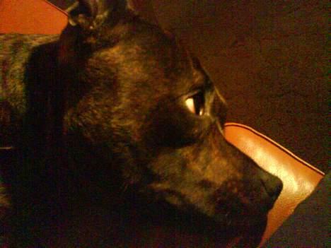 Staffordshire bull terrier Balder billede 4