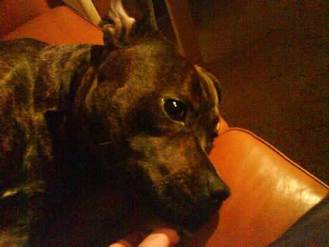 Staffordshire bull terrier Balder billede 5