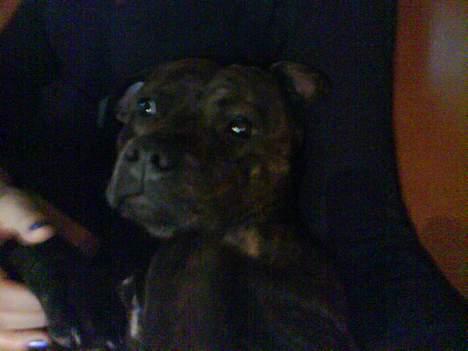 Staffordshire bull terrier Balder billede 6