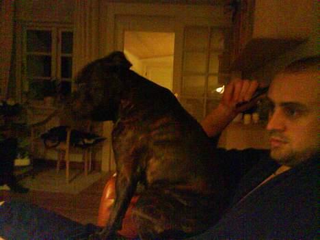 Staffordshire bull terrier Balder billede 7