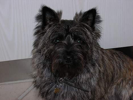 Cairn terrier Otto billede 1