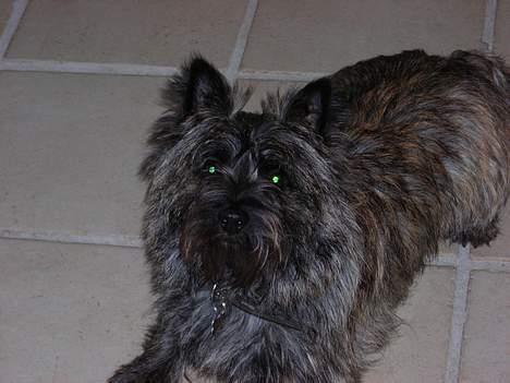 Cairn terrier Otto billede 2