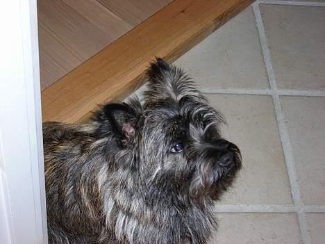Cairn terrier Otto billede 3