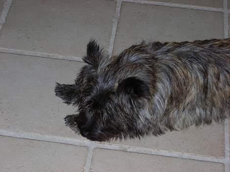 Cairn terrier Otto billede 4