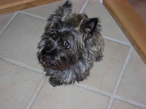 Cairn terrier Otto billede 5