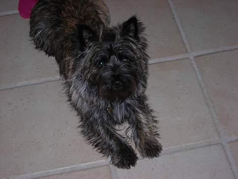 Cairn terrier Otto billede 6